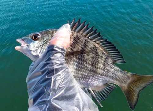 チヌの釣果