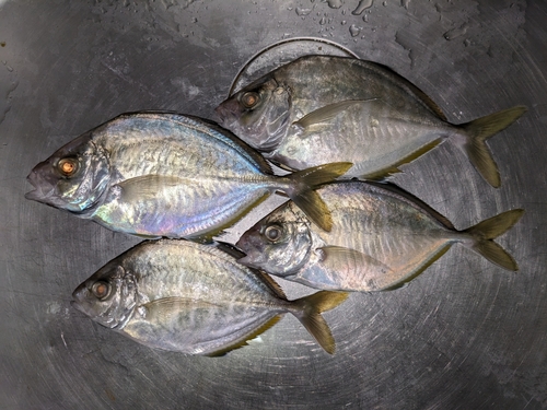 カイワリの釣果