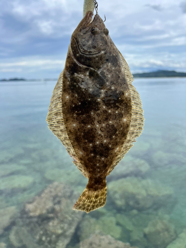 ヒラメの釣果