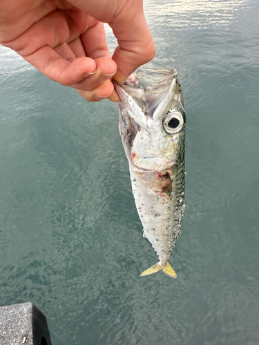 サバの釣果