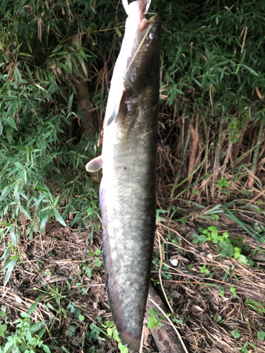 ナマズの釣果