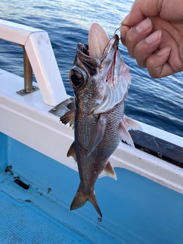 クロムツの釣果