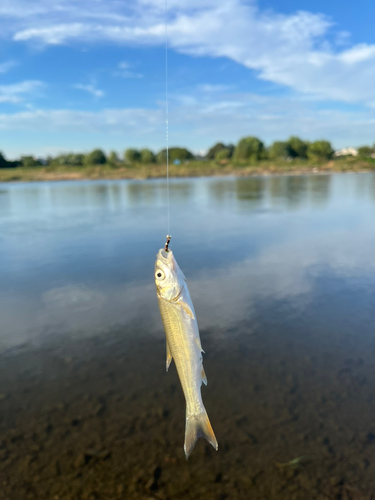 ウグイの釣果