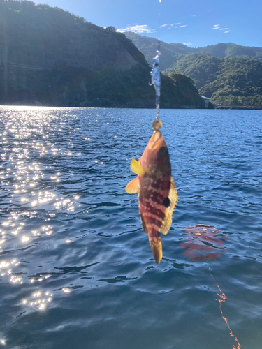 アコウの釣果