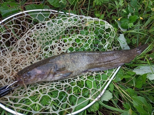 ナマズの釣果