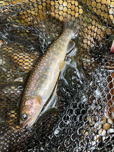 イワナの釣果