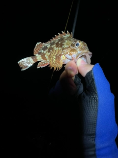 マアジの釣果