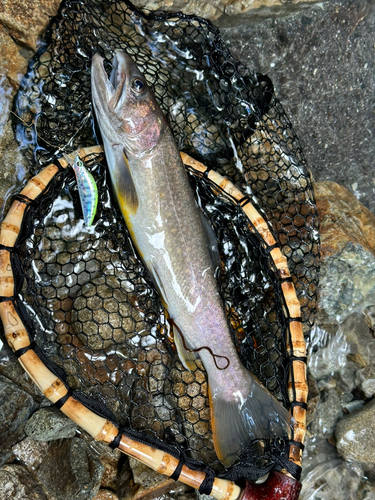 イワナの釣果