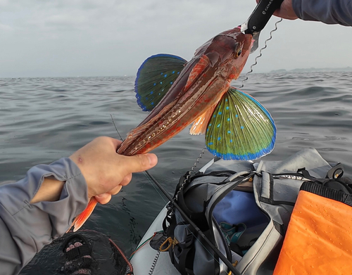 ホウボウの釣果