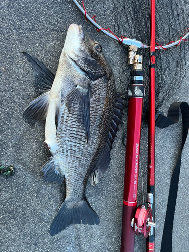 クロダイの釣果