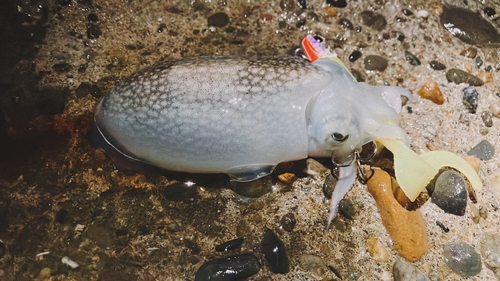 シリヤケイカの釣果