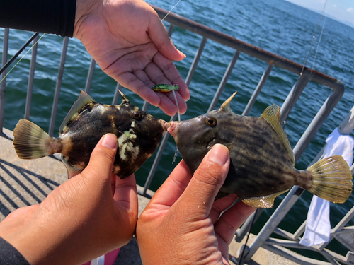 カワハギの釣果