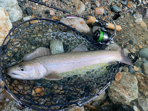 イワナの釣果