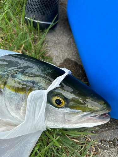 メジロの釣果