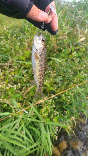 ヤマメの釣果