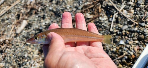 キスの釣果