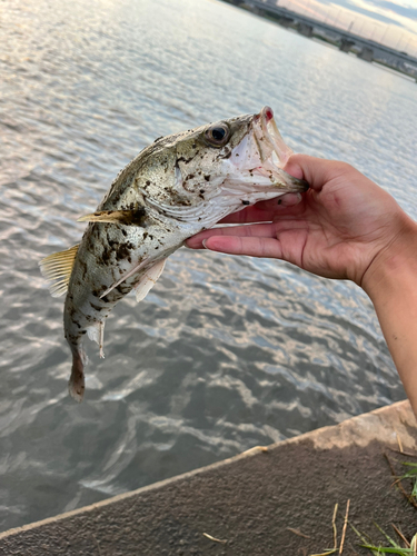 フッコ（マルスズキ）の釣果