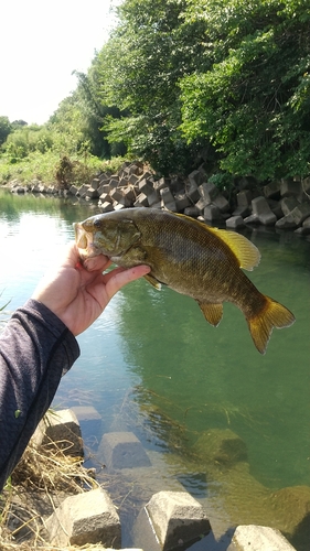 スモールマウスバスの釣果