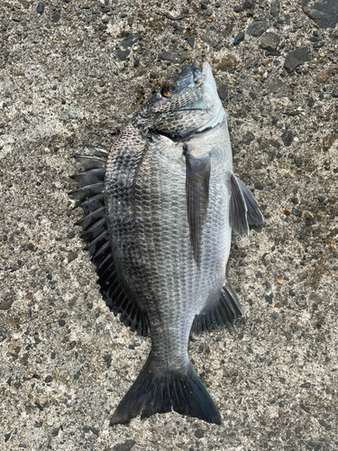 クロダイの釣果