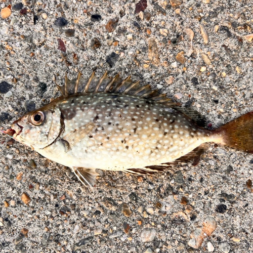 アイゴの釣果