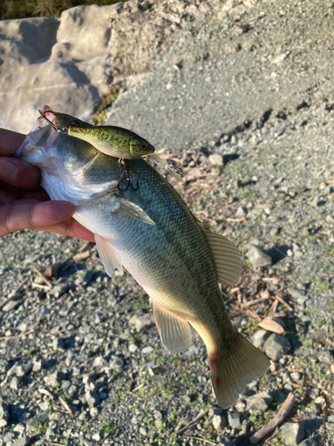 ブラックバスの釣果