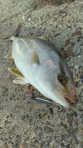 カンパチの釣果