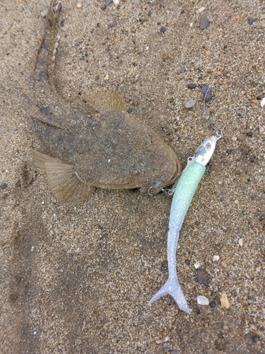 マゴチの釣果