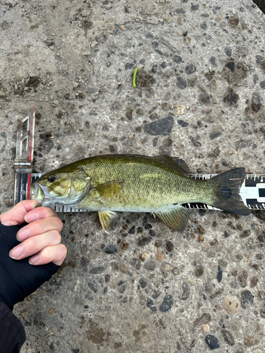 スモールマウスバスの釣果