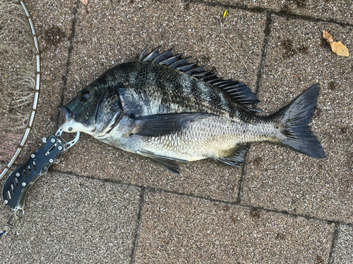 クロダイの釣果