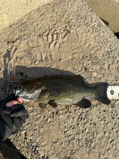 スモールマウスバスの釣果