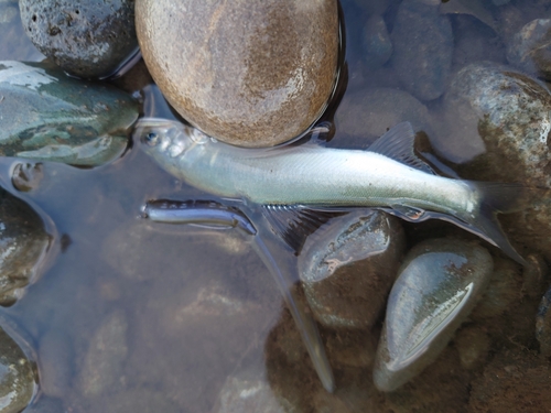 アユの釣果