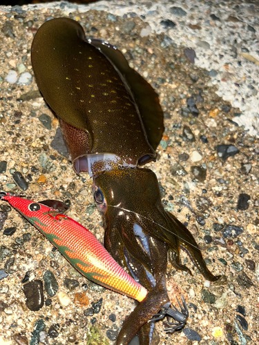 アオリイカの釣果