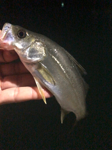 セイゴ（マルスズキ）の釣果