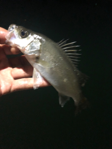 セイゴ（ヒラスズキ）の釣果