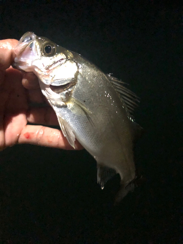 セイゴ（ヒラスズキ）の釣果