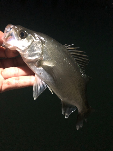 大村湾（南部）