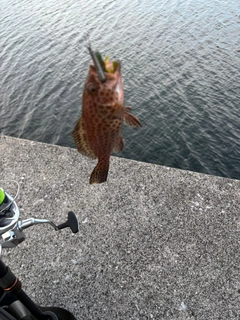 オオモンハタの釣果