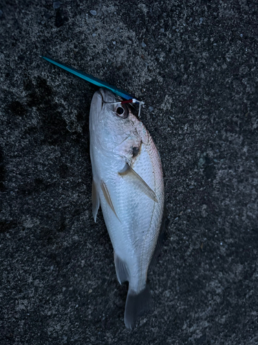 イシモチの釣果