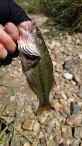 ラージマウスバスの釣果