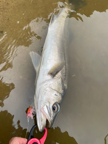 スズキの釣果