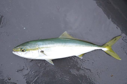 イナダの釣果