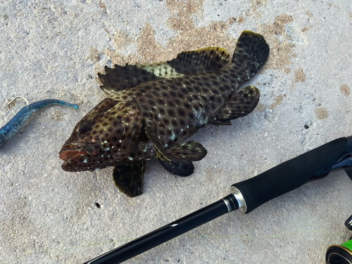 シロブチハタの釣果