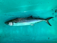 サゴシの釣果