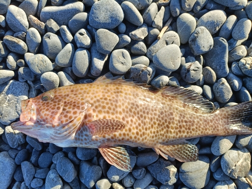 オオモンハタの釣果