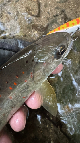 アマゴの釣果