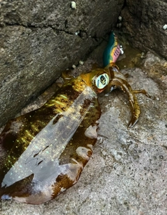 アオリイカの釣果