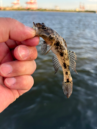 マハゼの釣果