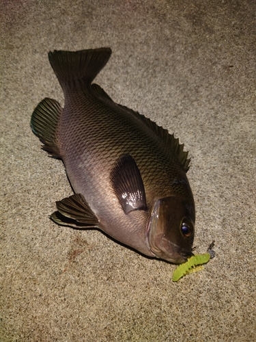 メジナの釣果