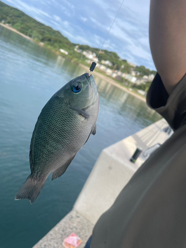 グレの釣果