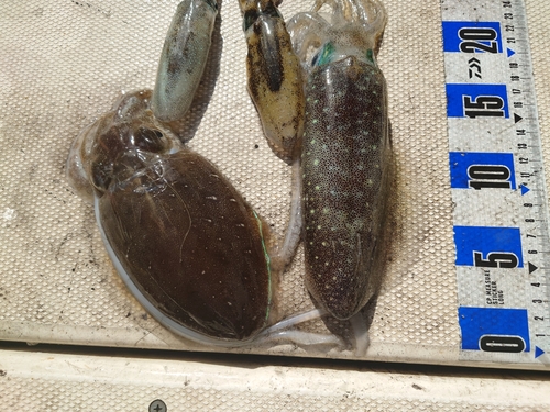 アオリイカの釣果